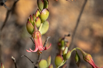 Fynbos flowers in the Karoo, South Africa