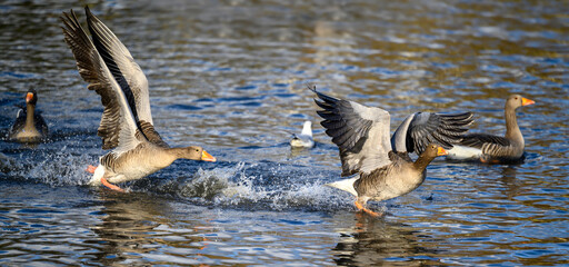 Greylag geese in Kelsey Park, Beckenham, Greater London. One greylag goose chases another. There are many greylag geese in Kelsey Park, Beckenham, Kent. Greylag goose (Anser anser), UK.