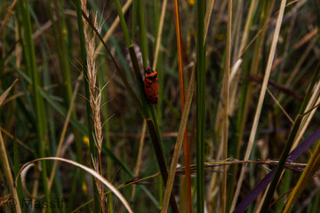 Obraz premium ladybug on a grass