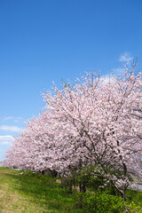 桜並木