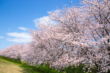 桜並木