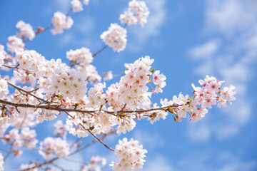 桜