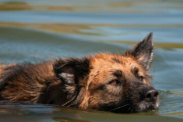 Sparky the dog swimming © Kyle
