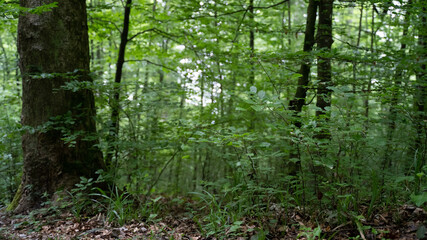 Fototapeta premium forest in spring