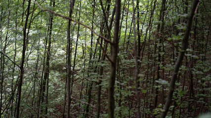 Obraz premium trees in the forest