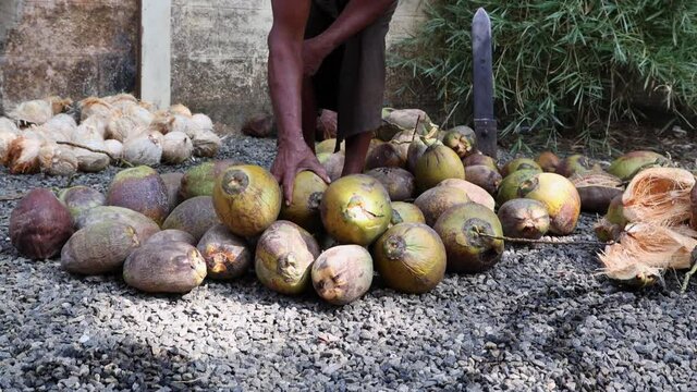 Farmer counting peeling heap of many organic whole coconuts with husk 4K slow motion video footage , harvest coconut farm plantation. lot of fresh coco Kerala India dried in sun make oil from copra.