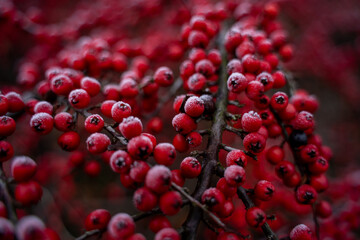 
forest berries