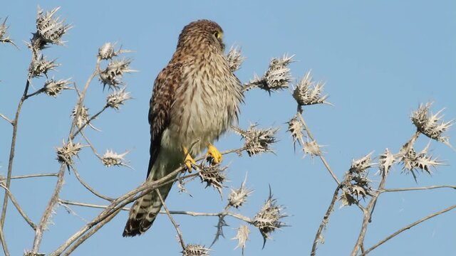 juvenile Common kestrel (Falco tinnunculus)Stands on a bush