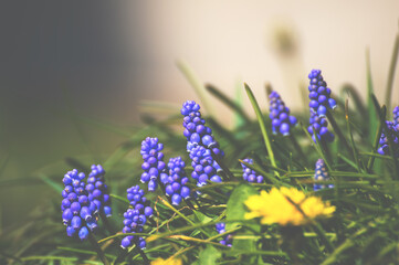Muscari spring awakening among the first flowers, the blue bouquet opens