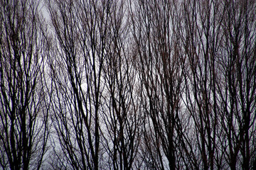Trees in the countryside in a winter day