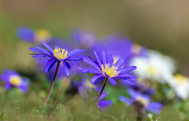 Obraz premium Anemone Blanda spring small flower as a ground cover can also be low, here blue and white, blurred background