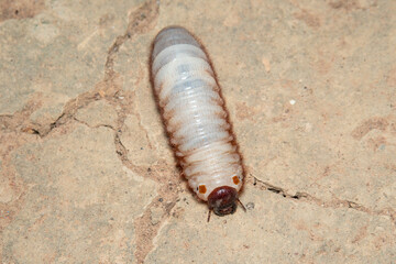 Xylotrupes gideon  larva on ground.