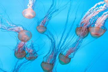 Energetic jellyfish are floating in the ocean © onlyyouqj