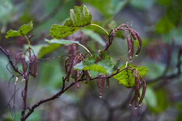 Nature green outdoor daylight