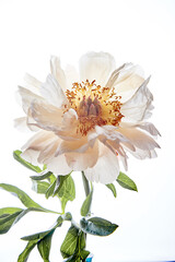 delicate white peony on a light background