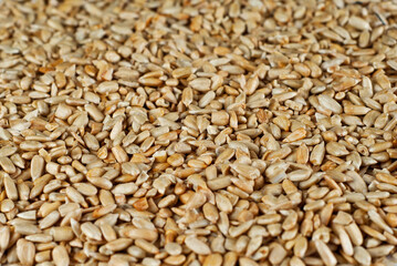 Peeled sunflower seeds close up. Seed texture. Lots of seeds in a pile.
