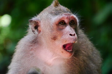 macaque 6