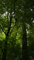 Obraz premium forest in the morning