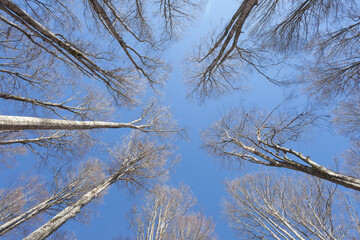 foliage inside an Italian forest at fall