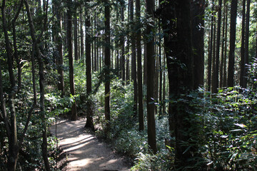 森林公園の遊歩道