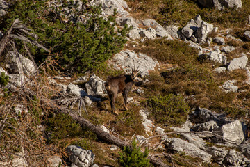 Chamois on orange pasture, morning time	