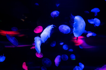 Energetic jellyfish are floating in the ocean