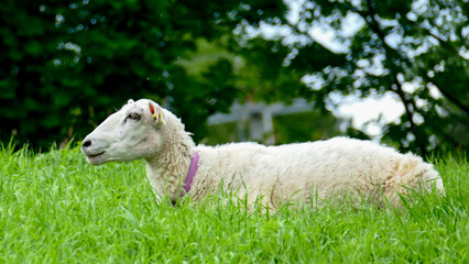 Sheep at gras