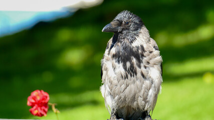 Loved bird sitting  next to the red flower