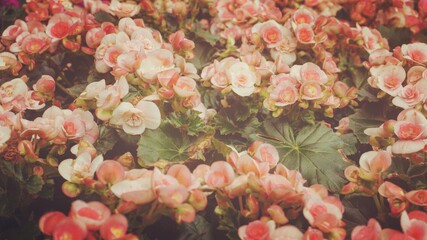 Naklejka na ściany i meble photo of artistic floribunda roses in the garden
