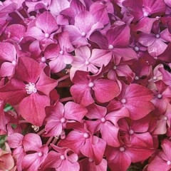 photo of hydrangea in the garden