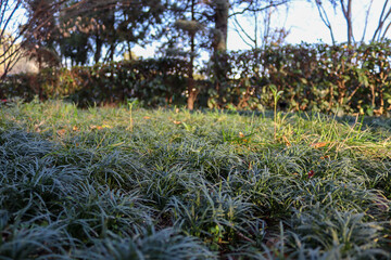 autumn in the garden