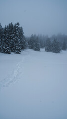 Obraz premium snow covered trees