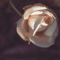 Naklejka premium photo of artistic rose pink in the garden