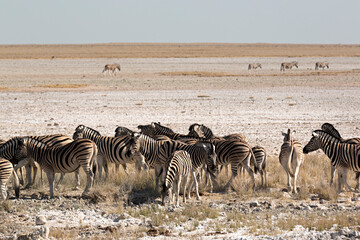 Fototapeta na wymiar Manada de cebras en el parque nacional de Ethosa, Namibia.
