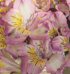 photo of artistic alstroemeria flowers in the garden
