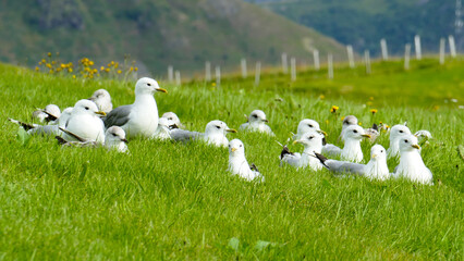Gulls family in grass