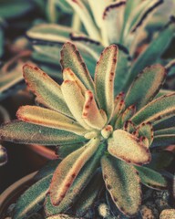 photo of artistic kalanchoe tomentosa in the garden