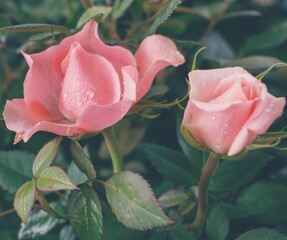 photo of artistic roses pink in the garden