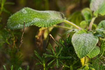 Nature Outdoor autumn foggy dust
