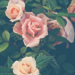 photo of artistic roses pink in the garden