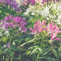 photo of cleome flowers in the garden