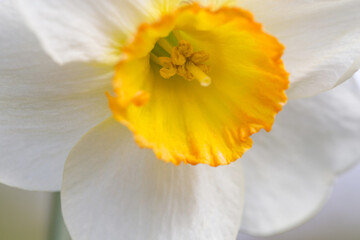 Fototapeta na wymiar Close up white and orange daffodil, spring flower