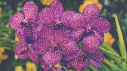 photo of artistic purple phaleanopsis orchids in the garden