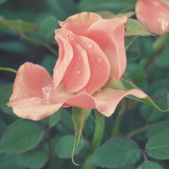 photo of artistic orange rose in the garden
