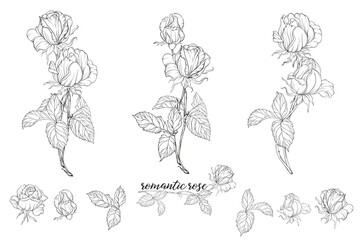 Vector set of flower compositions with rose flowers.