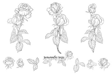 Vector set of flower compositions with rose flowers.