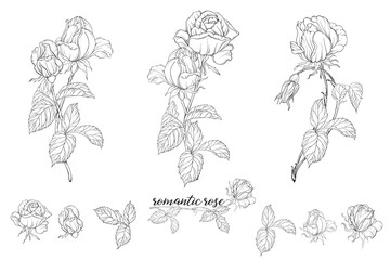 Vector set of flower compositions with rose flowers.