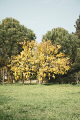 Fig tree in autumn