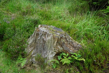 stump in the burren