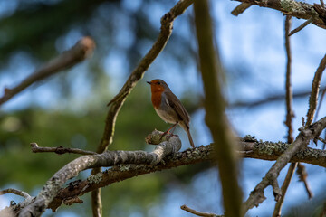 Robin framed by branches in English woodland